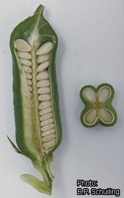 Sesamum indicum